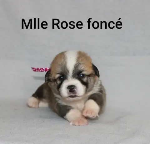 Adopter Welsh Corgi Pembroke 
                        Mlle Ro cf716