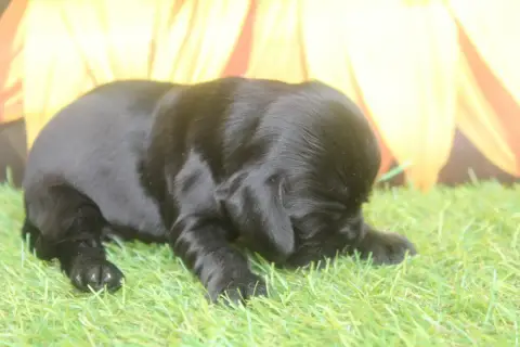 Cocker Spaniel Anglais  Male Noir Of Caniland'S Dream e3df9