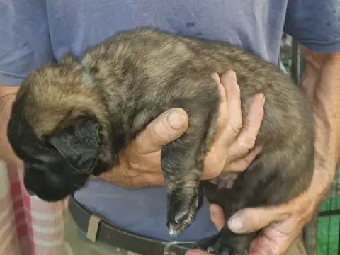 Leonberger  Benhur Du Temple De Jupiter