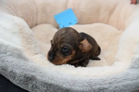 Teckel Poil Dur  Chiot N°5 Du Domaine Du Brame