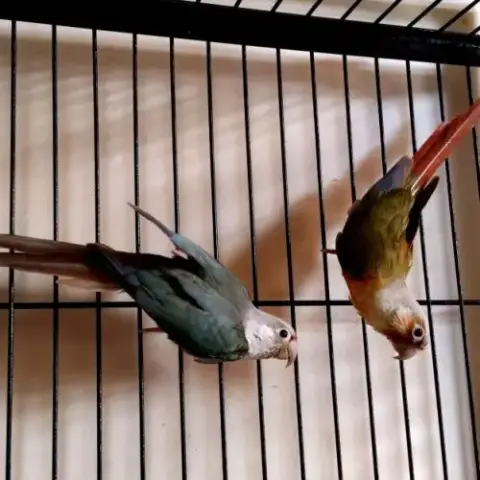 Perroquets Conures De Molina