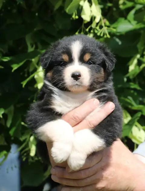 Berger Australien  Chiot N°1 De Windy'Stia