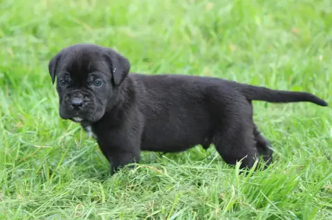 Cane Corso  Chiot N°4 photo 2