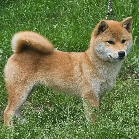 Shiba  Akiko De British And Us photo 2