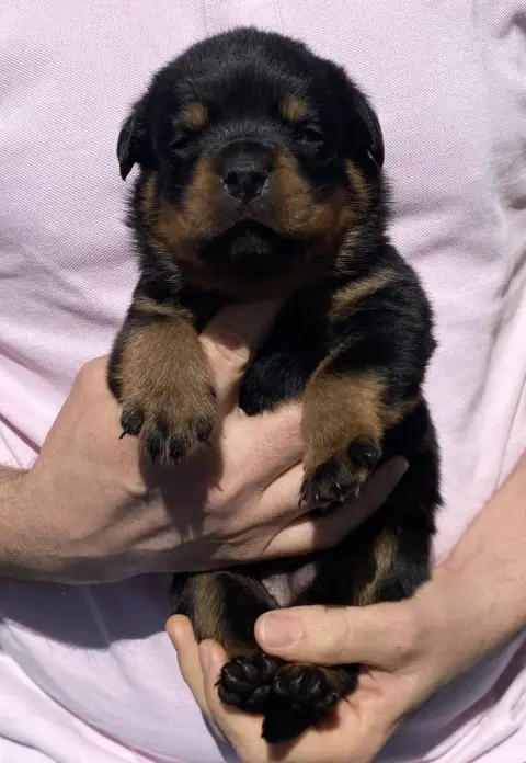 Rottweiler