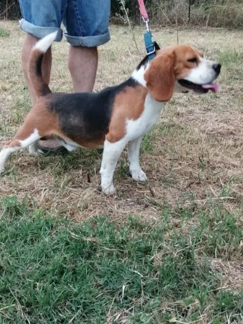 Beagle  Beignet De La Vignelais photo 2