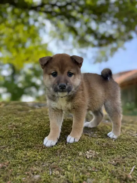 Shiba  Bleuette - photo 3