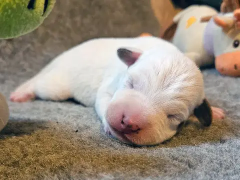 Parson Russell Terrier  Baltimore The Magnificent Fox 9cecd