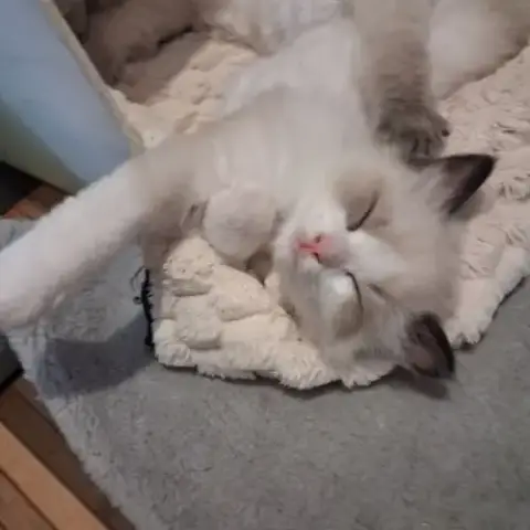 Blossom - Mâle Seal Bicolore Ragdoll