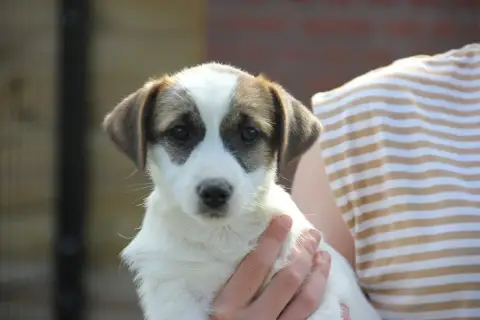 Jack Russell Terrier  Belle De La Botte De Lin