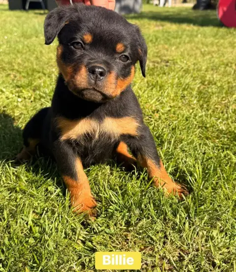 Rottweiler  Billie Des Gardiens Du Mur De Glace