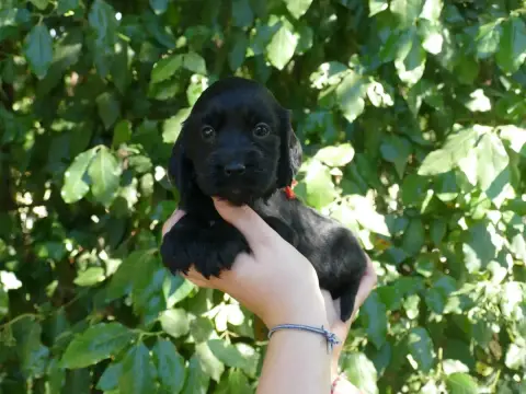 Cocker Spaniel Anglais