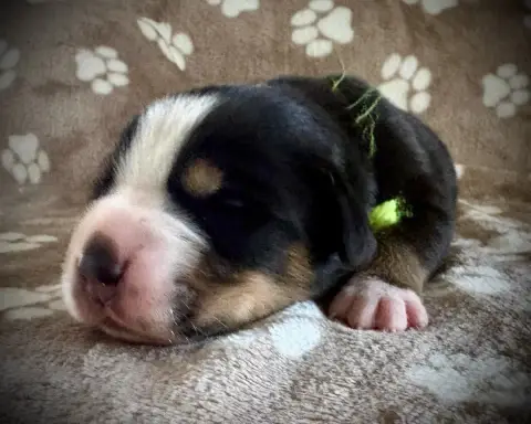 Grand Bouvier Suisse