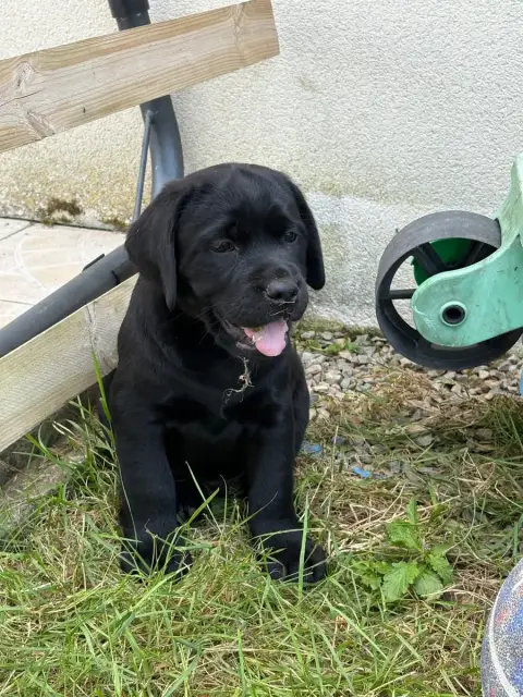 Labrador Retriever  Chiot N°7 Angelcraft