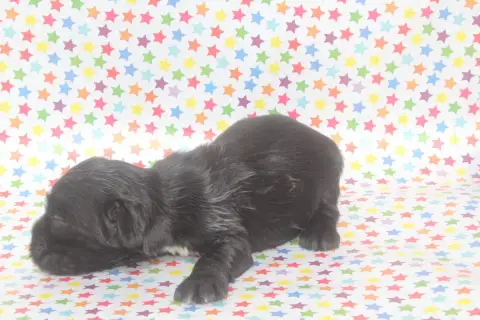 American Cocker Spaniel