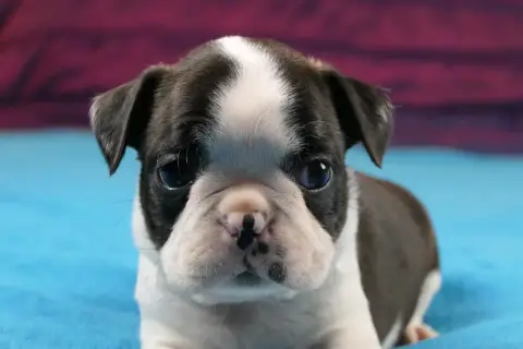 Boston Terrier  Chiot 5