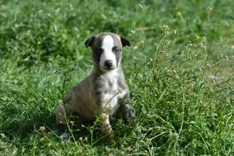 Whippet  Chiot 6 Du Haras Eclair Horside'Whip photo 3