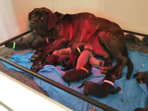 Cane Corso  Collier Marron Des Centurions De La Haute 728d6