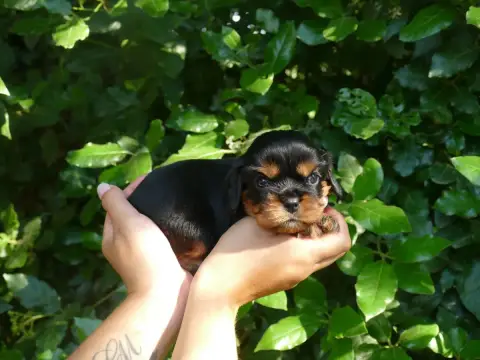 Cavalier King Charles Spaniel