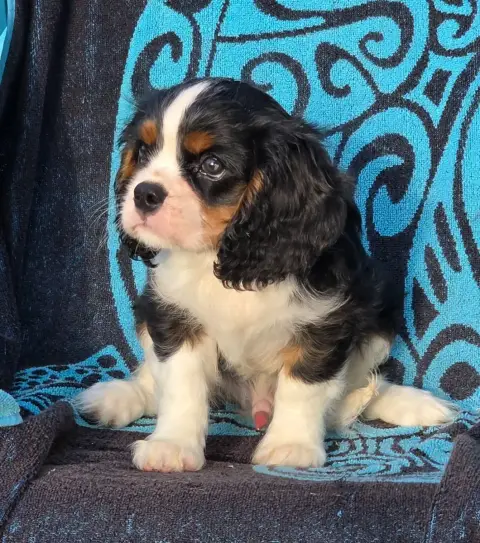 Cavalier King Charles Spaniel  Buddy De La Colline Au 880af photo 3