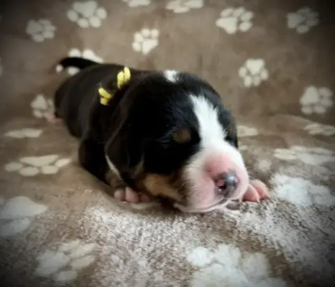 Grand Bouvier Suisse