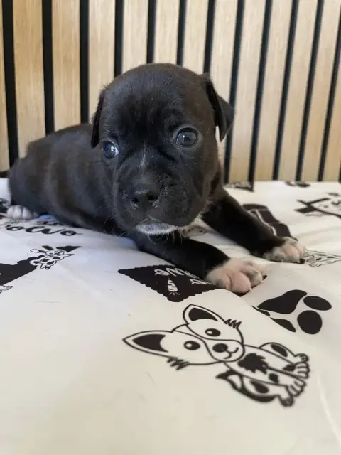 Staffordshire Bull Terrier  Chiot N°4 Of The Bubble S 3d060