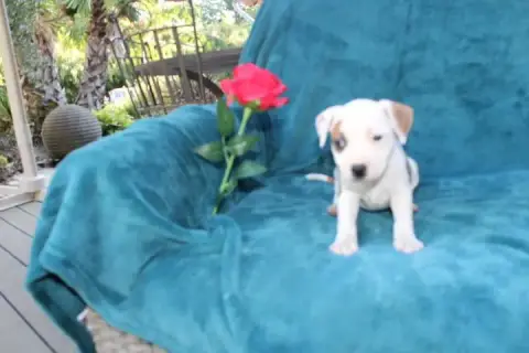 Staffordshire Bull Terrier  Chiot N°2 Des Terres De L db8d9
