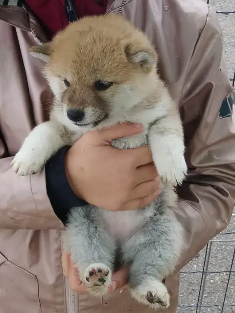 Shiba  Chiot N°2 Des Fringants Complices