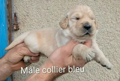Golden Retriever photo 3
