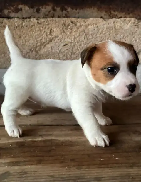 Jack Russell Terrier  Chiot N°5 Lacus Meduli