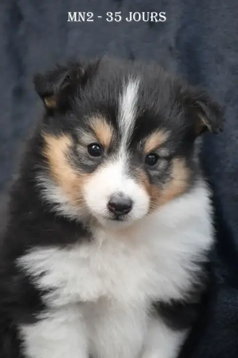 Shetland Sheepdog  Mn2 - photo 3