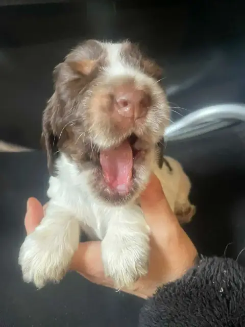 Cocker Spaniel Anglais  Chiot N°1 Des Joyaux Du Petit 594aa photo 2