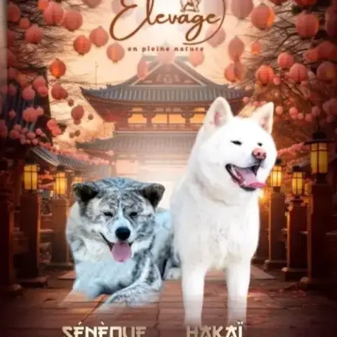 Akita Inu Lof Haut De Gamme - Origines Japonaises