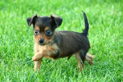Russkiy Toy photo 3