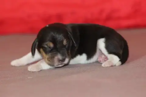 Beagle photo 2