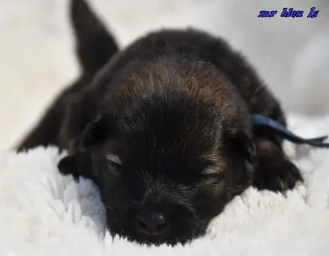 Eurasier  Chiot 6 Des Legendes De Retz photo 3