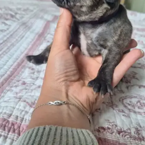 Magnifique Staffy Lof