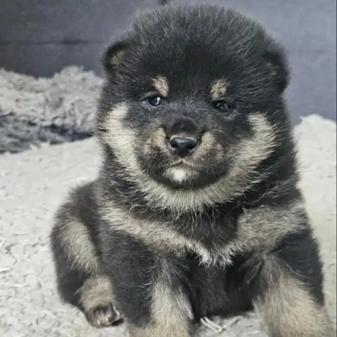 Shiba  Mâle Noir Et Feu De British And Us