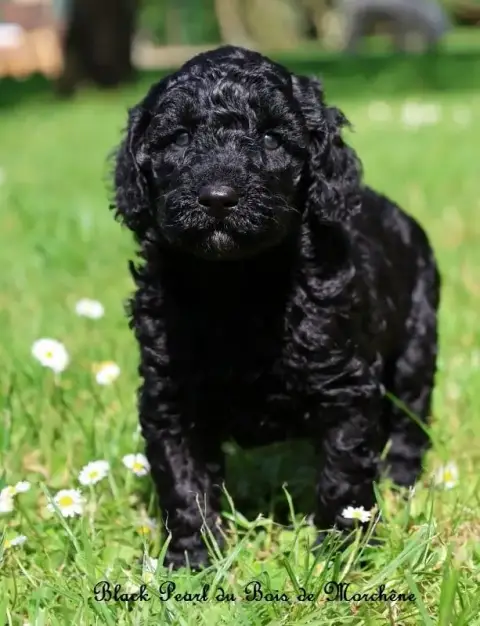 Caniche  Black Pearl Du Bois De Morchène photo 2