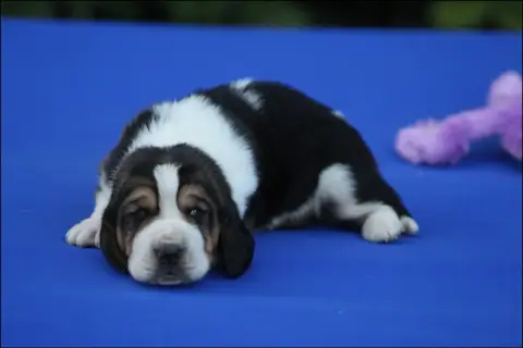 Basset Hound  Chiot 3 De La Flamme Sacrée D'Hestia photo 3