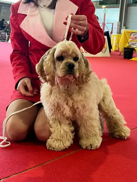 American Cocker Spaniel  Aston Martin De L'Atoll De S 0965b photo 2