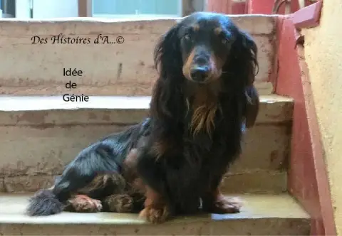 Teckel Poil Long  Chiot N°1 Du Hameau De Selcra photo 2