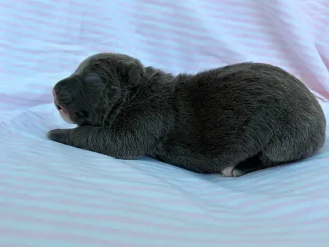 American Staffordshire Terrier  Chiot N°8 De La Taver f1ecf