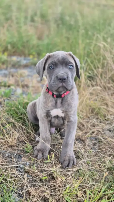 Cane Corso  Bello Imperatore "Balto" Du Désir Austral ba610 photo 2