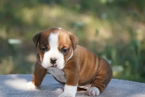 Bulldog Continental 
                        Chiot N° b1552
