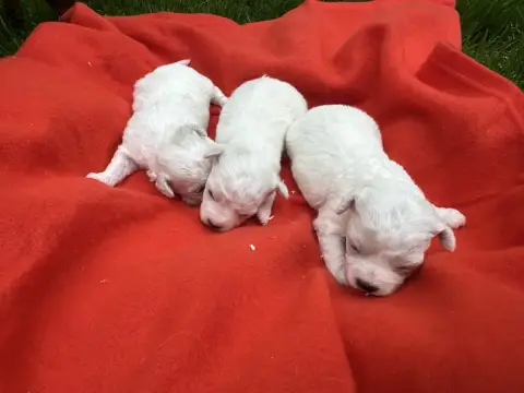 Bichon Frise  Chiot N°1 Du Moulin De Madjurie