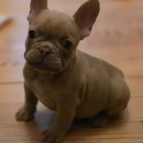 Magnifiques Chiots Type Bouledogue Français Exotic