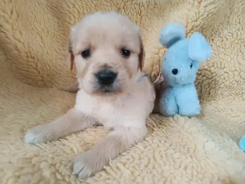 Golden Retriever  Mâle Collier Bleu Ciel Des Berberis 5452a