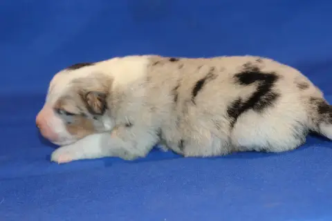 Berger Australien  Chiot N°3 Du Domaine De La Canurie b74e4 photo 2