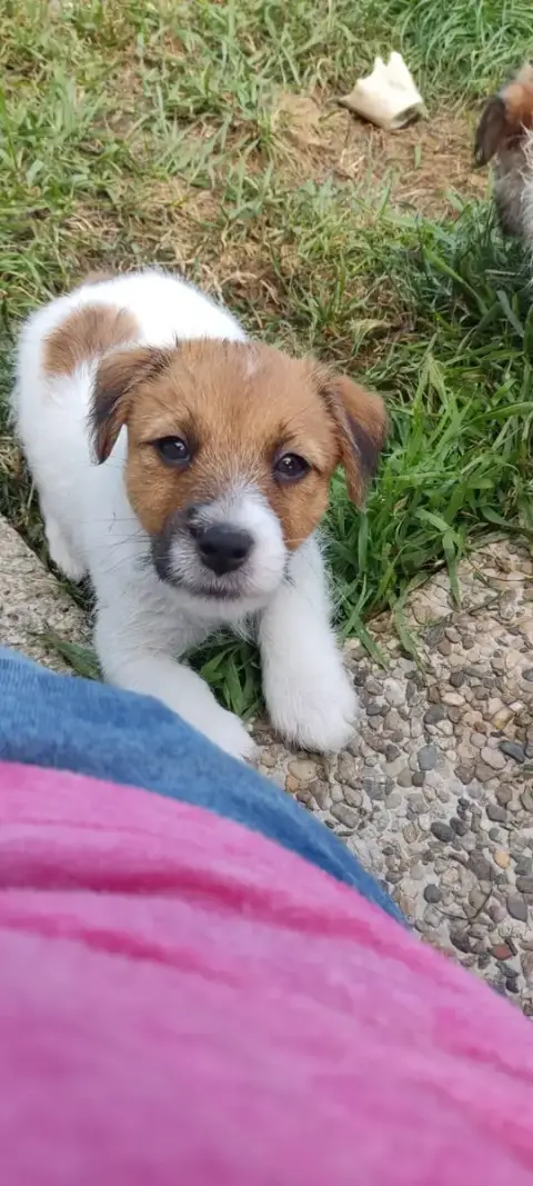 Jack Russell Terrier  Billy The Gang Of Smart Little  a0ad4 photo 2